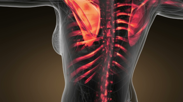 Human Body with Visible Skeletal Bones alt