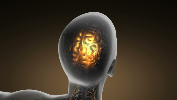 Anatomy of Human Brain alt