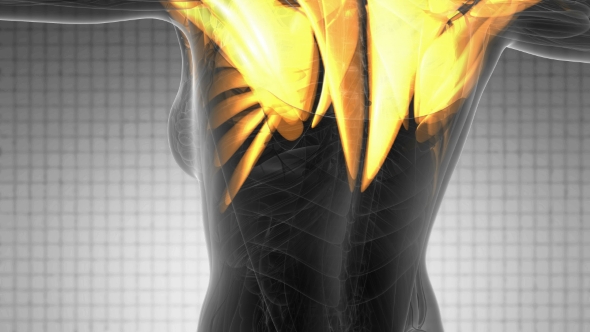 Human Muscle Anatomy alt