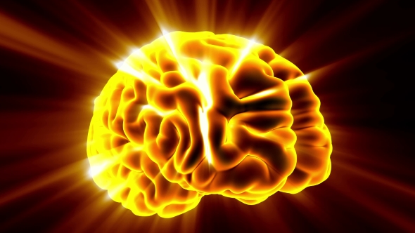 Anatomy of Human Brain alt