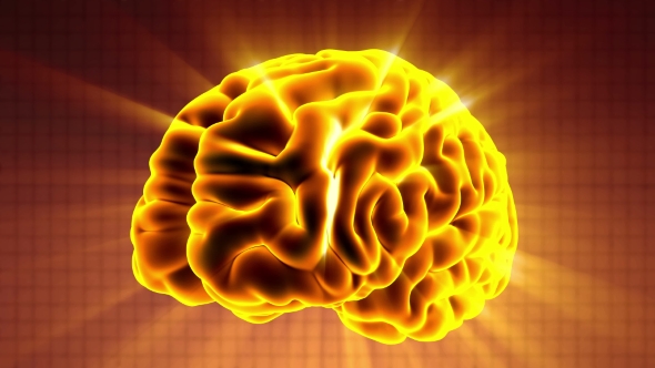 Anatomy of Human Brain alt