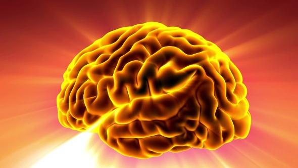 Anatomy of Human Brain alt