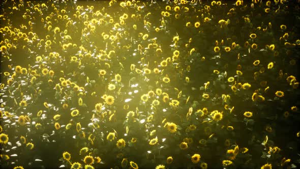 Sunflower Field and Cloudy Sky