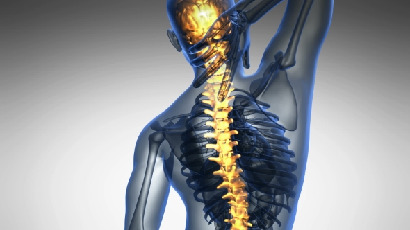 Backache in Back Bones alt