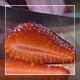 Strawberry Cutting  - VideoHive Item for Sale