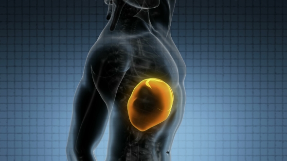 Anatomy Scan of Human Liver