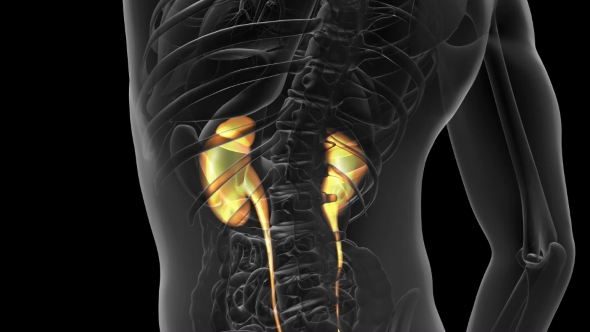 Anatomy Scan of Human Kidneys alt