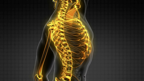 Human Body with Visible Skeletal Bones alt