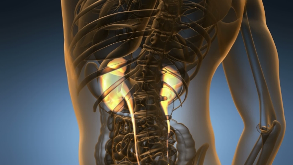 Anatomy Scan of Human Kidneys alt