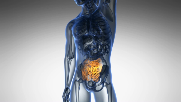 Anatomy Scan of Human Small Intestine alt