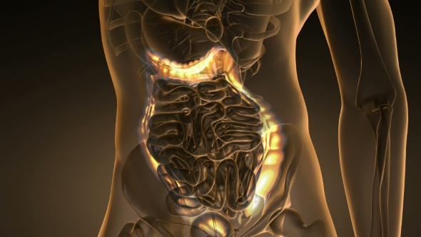 Anatomy Scan of Human Colon alt