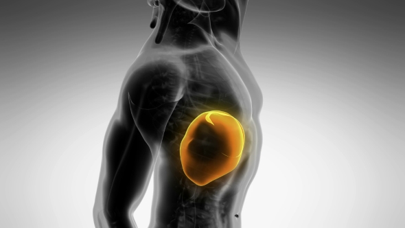 Anatomy Scan of Human Liver alt