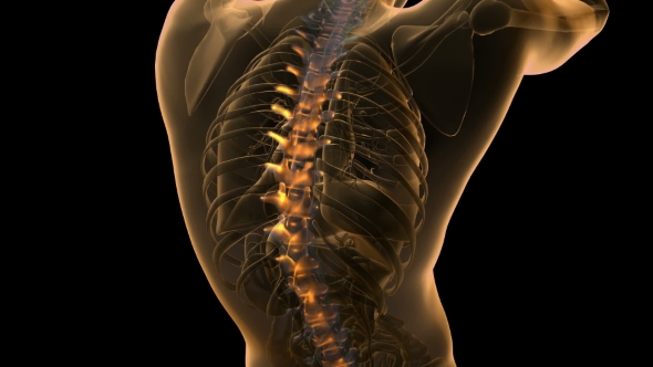 Backache in Back Bones alt