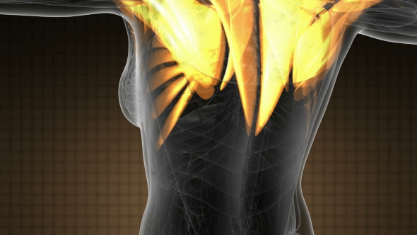 Human Muscle Anatomy alt