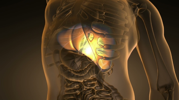 Anatomy Scan of Human Liver