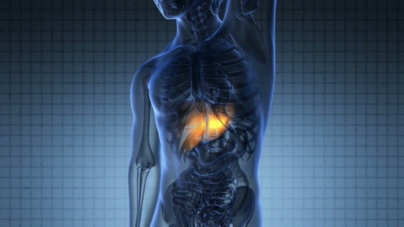 Anatomy Scan of Human Liver