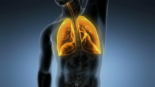 Human Body with Visible Lungs alt