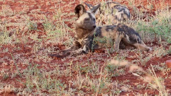 An African wilddog, Lycaon? pictus lays down in winter on the red soil of the zimanga game reserve i