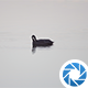 Water Bird - VideoHive Item for Sale