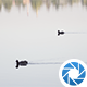 Water Birds - VideoHive Item for Sale