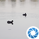 Water Birds - VideoHive Item for Sale