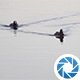 Water Birds - VideoHive Item for Sale