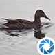 Duck - VideoHive Item for Sale