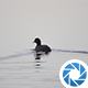 Water Bird - VideoHive Item for Sale