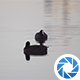Water Birds - VideoHive Item for Sale