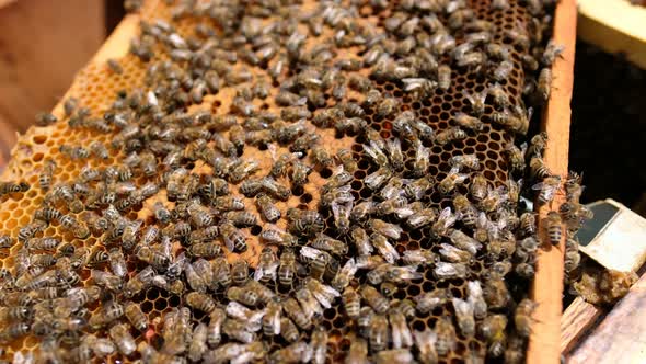 Bees Work on Empty Honeycomb