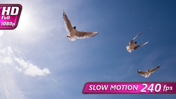 White Seagulls Search For Food