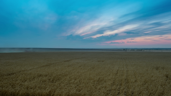 Tilt Down  of Wheat Field Processing By Harvesters at Sunset with Flowing Clouds.