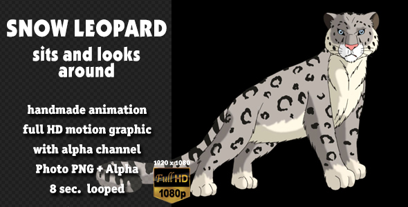 Snow Leopard Stands and Looks Around