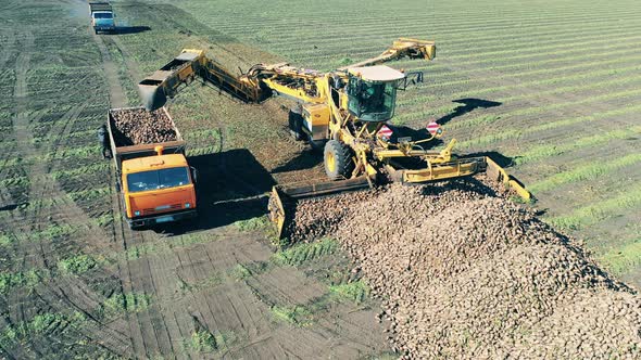 Collecting of Potato Tubers Carried Out By Agricultural Machines