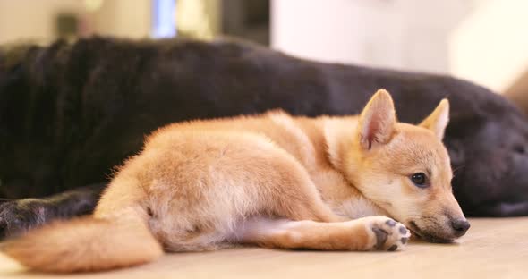 Pet owner touch on little puppy shiba inu dog 