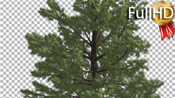 Loblolly Pine at Strong Wind Coniferous Evergreen