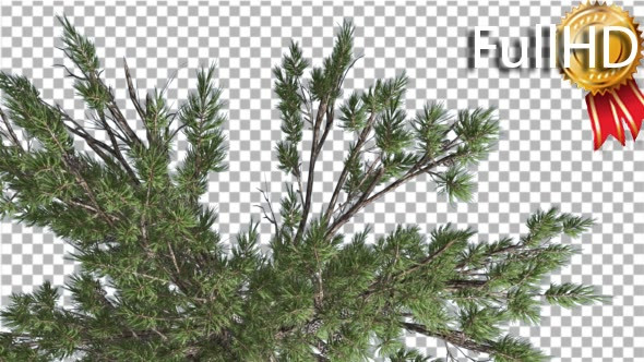 Crown of Loblolly Pine Coniferous Evergreen Tree