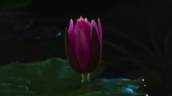 Time Lapse of Pink Lotus Water Lily Flower Opening in Pond Waterlily Blooming