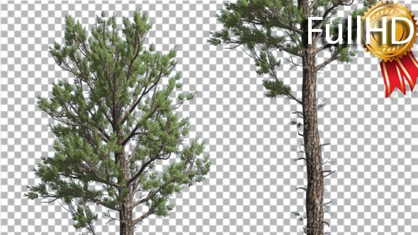 Trees in Forest Loblolly Pines Coniferous