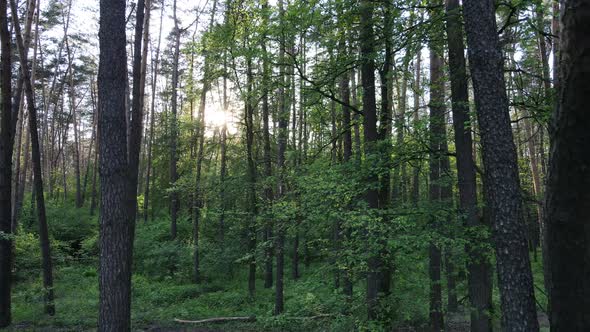 Summer Forest with Pine Trees Slow Motion