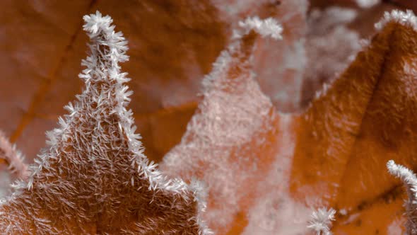 Yellow Maple Leaves are Covered with Frost in Autumn Frost Time Lapse of Frost Growth on Autumn