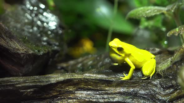 Golden Dart frog as it is croaking