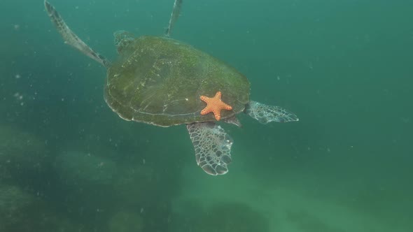 A Green Sea Turtle swimming through the water with a bright orange Starfish attached to its shell.