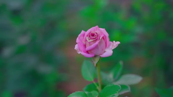 A Beautiful Single Pink Rose Begins to Wither Closeup at Dusk with a Blurred Background