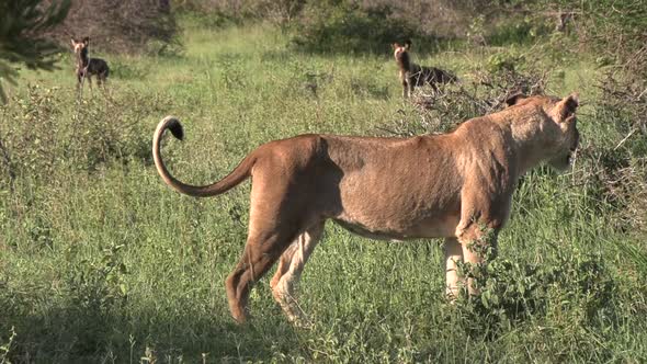 Side view of lioness walking in tall grass, wild dogs in background