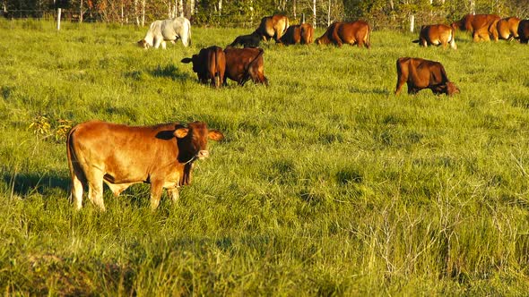 herd of cattle graze grass on a ranch in queensland