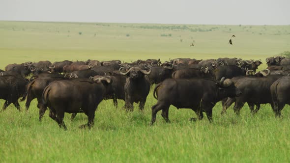 Cape buffalos running