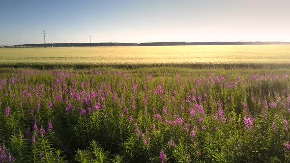 Yellow Wheat Field Between Purple Flowers and Green Forest