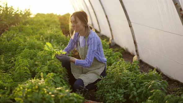 Woman Working at Greenhouse Cleans the Plants From Weeds in the Morning Slow Motion