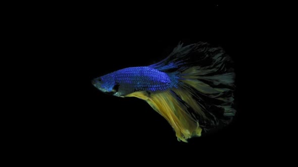 Slow motion of betta fish,  siamese fighting fish isolated on black background in Thailand. Animal